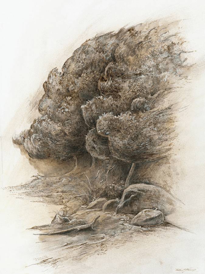 Pinien, 1985, Sepiazeichnung, 35 × 26,5 cm